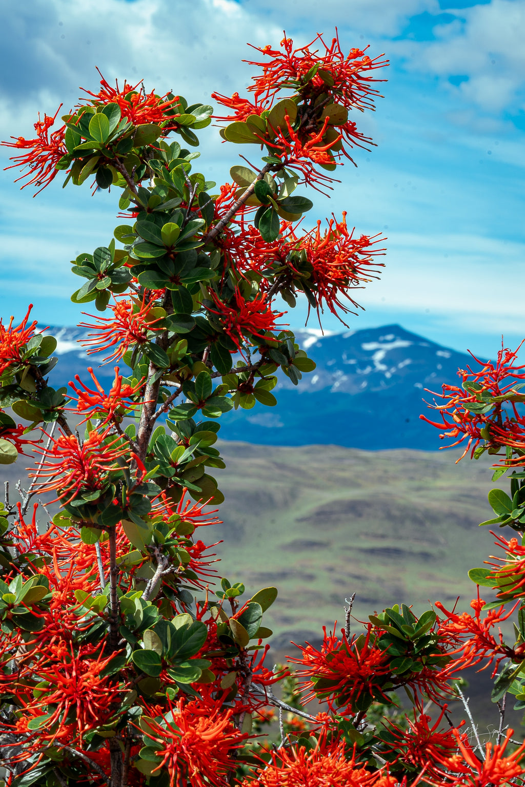 Chilean Firetree