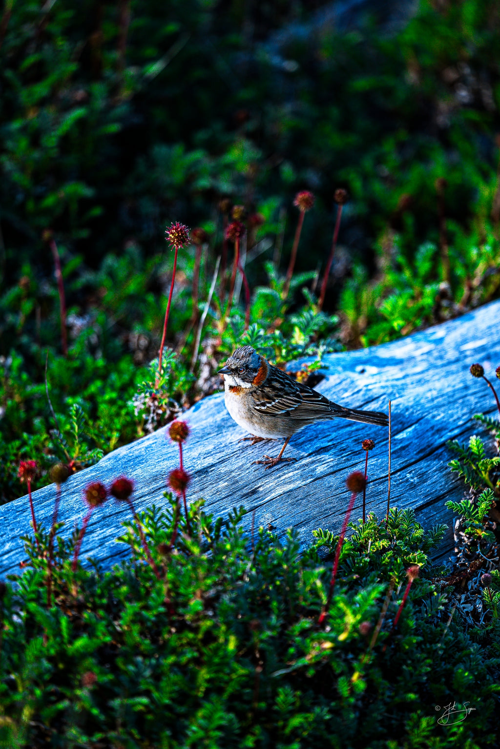Rufous-Collared Sparrow