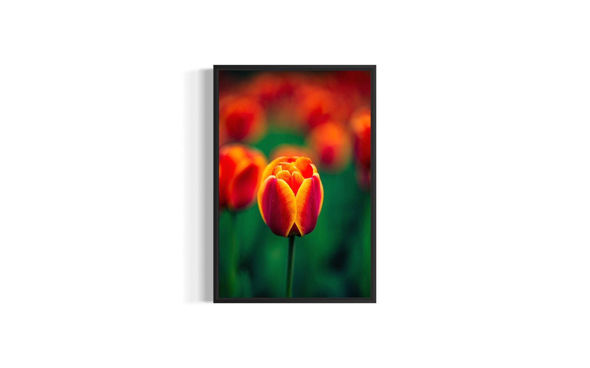 Spring Ember