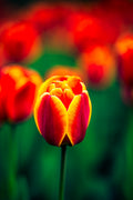 Spring Ember