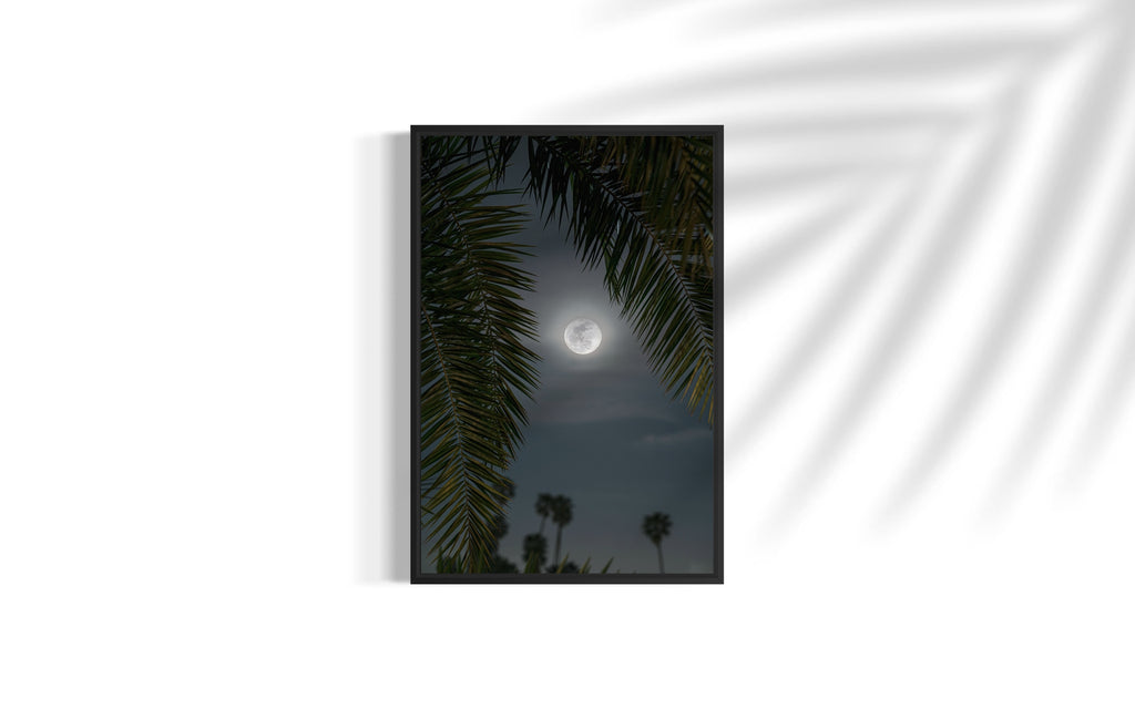 Moon through the Palm Trees