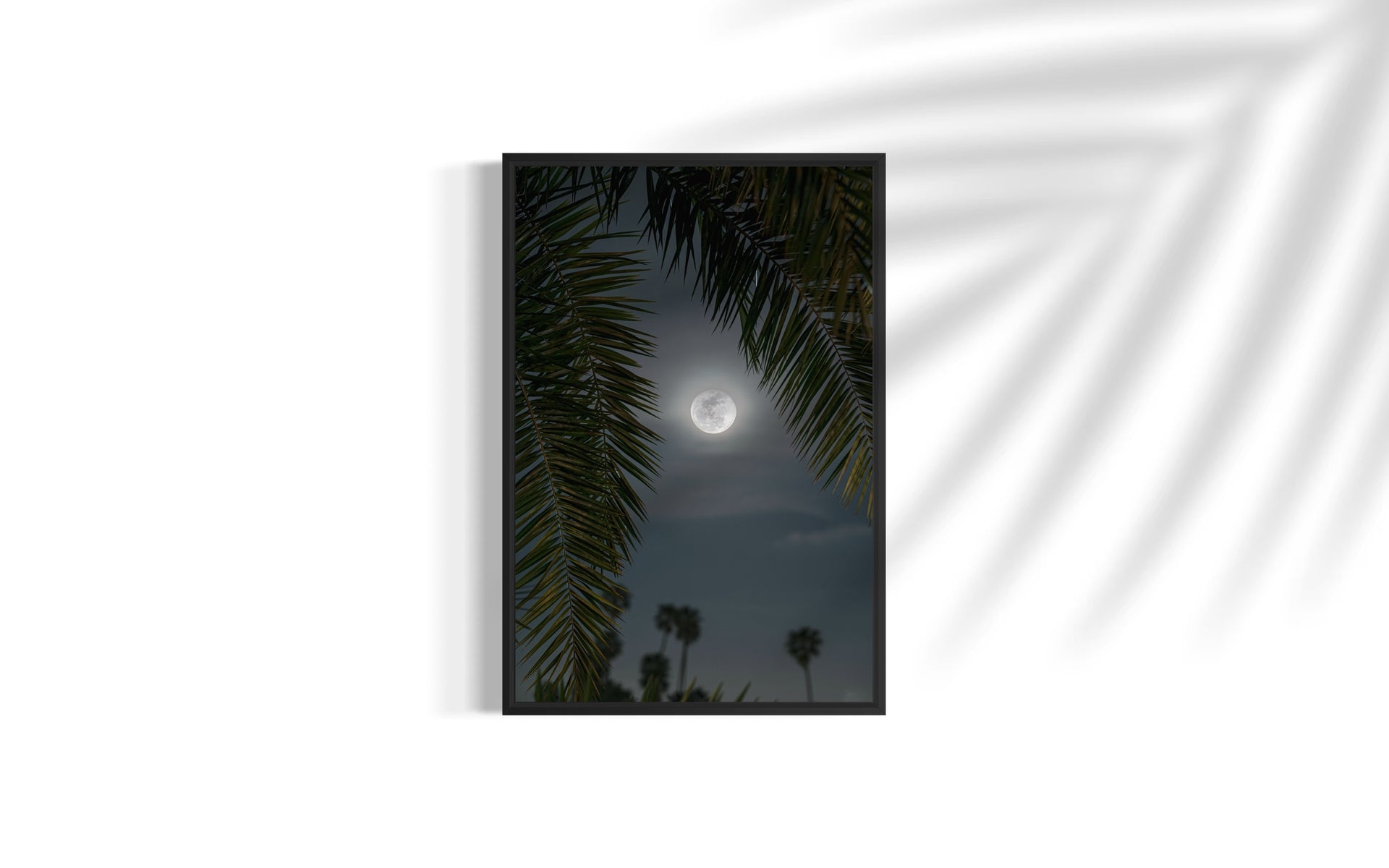 Moon through the Palm Trees