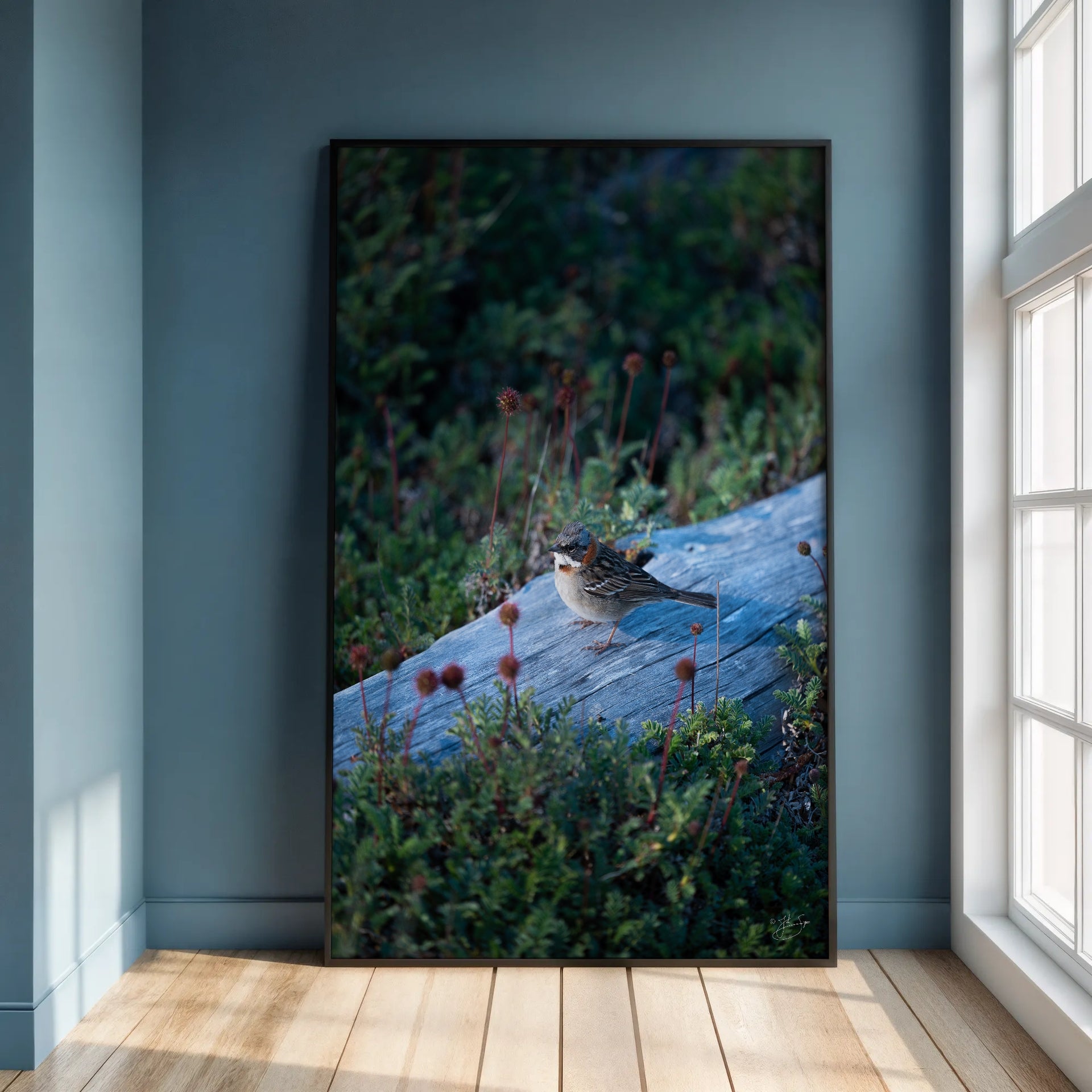 Rufous-Collared Sparrow