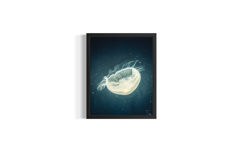 Jellyfish