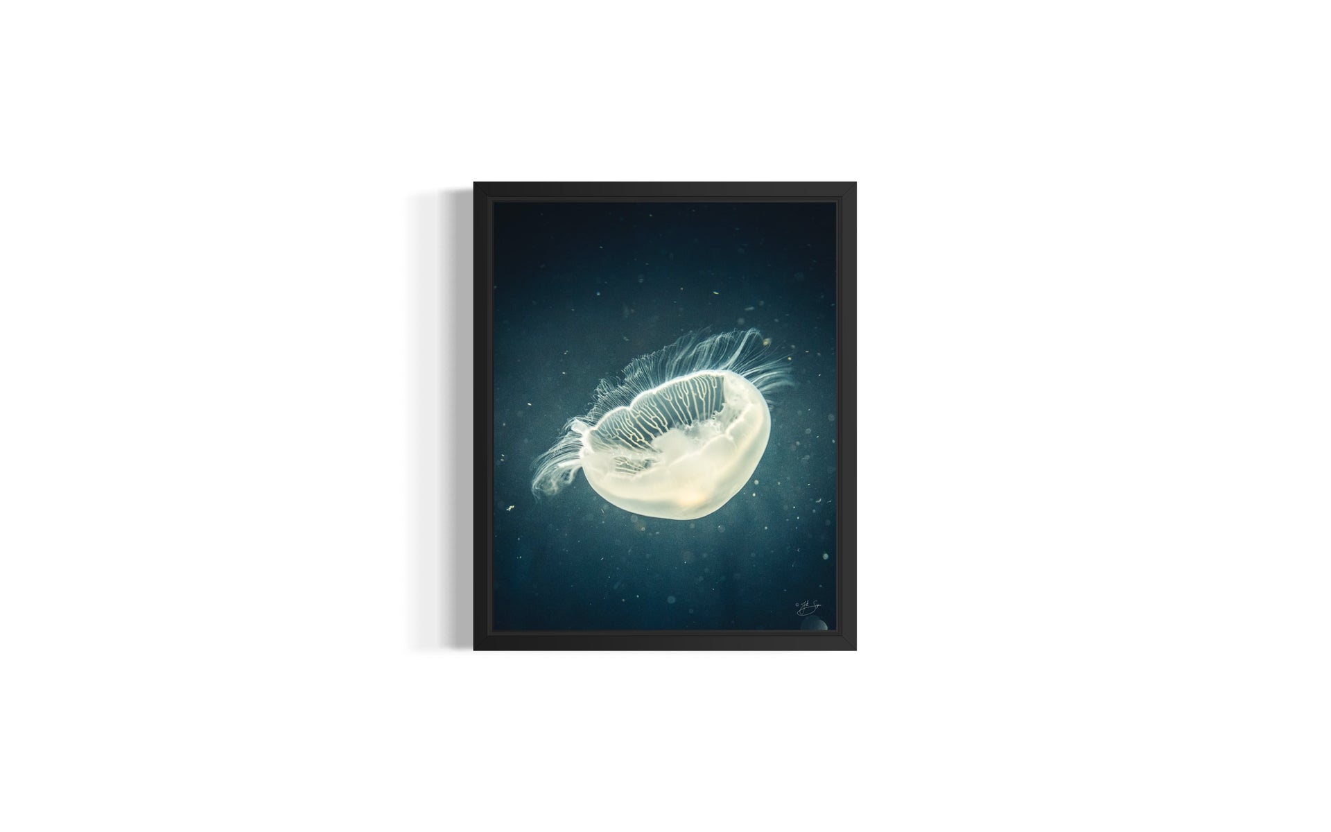 Jellyfish