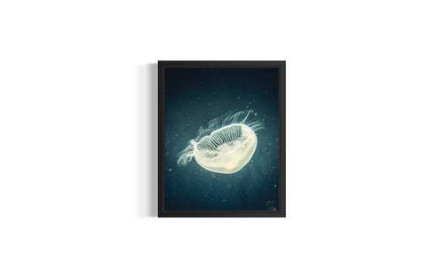 Jellyfish