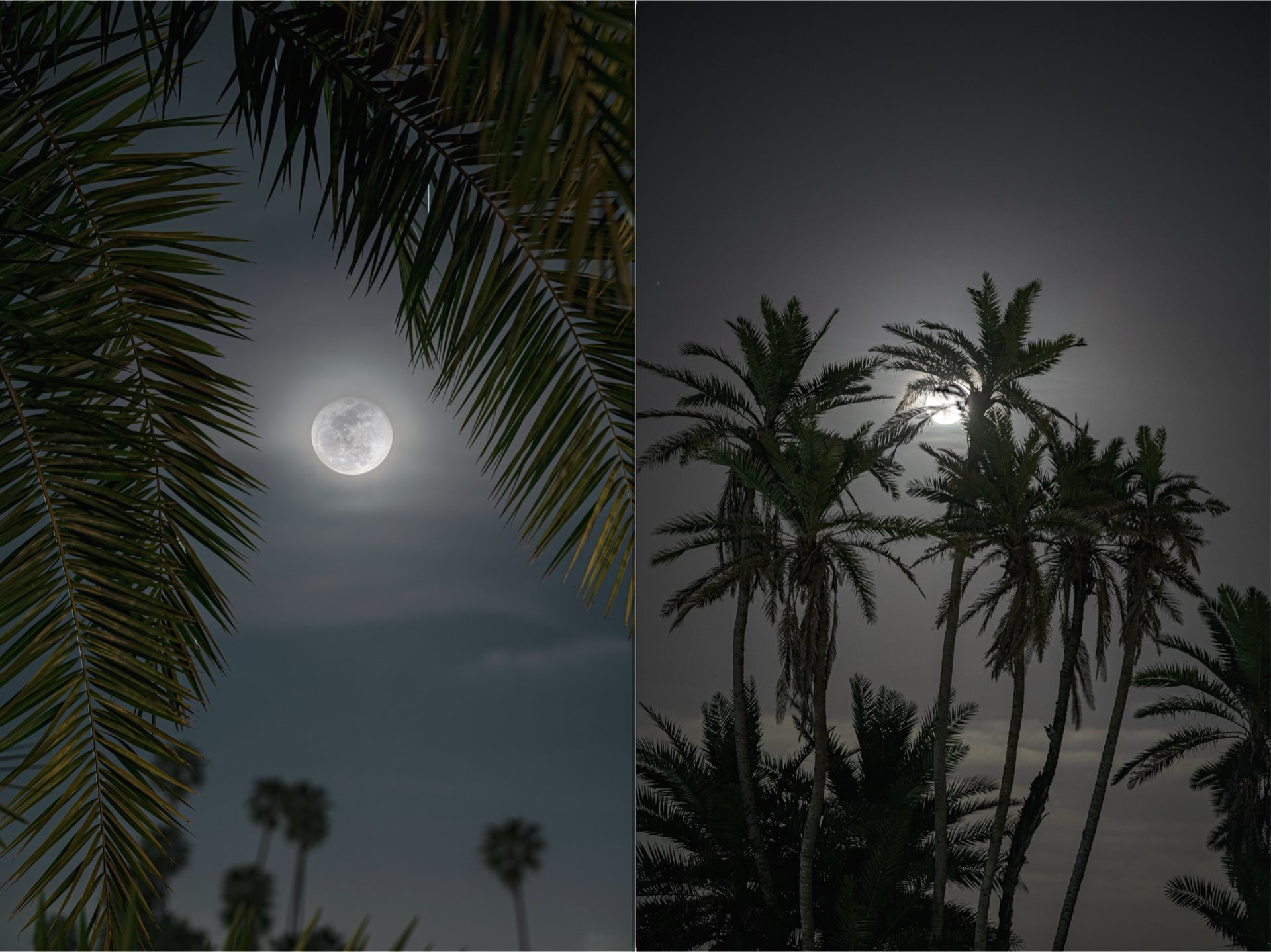 Set - Moon through the Palm Trees