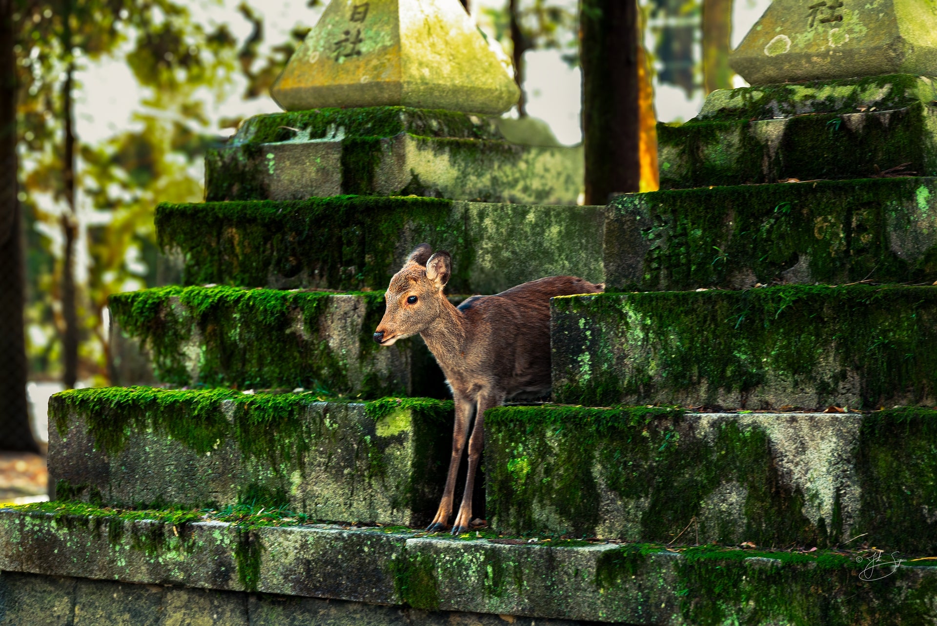 Nara Deer on Stone Steps