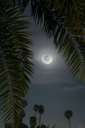 Moon through the Palm Trees