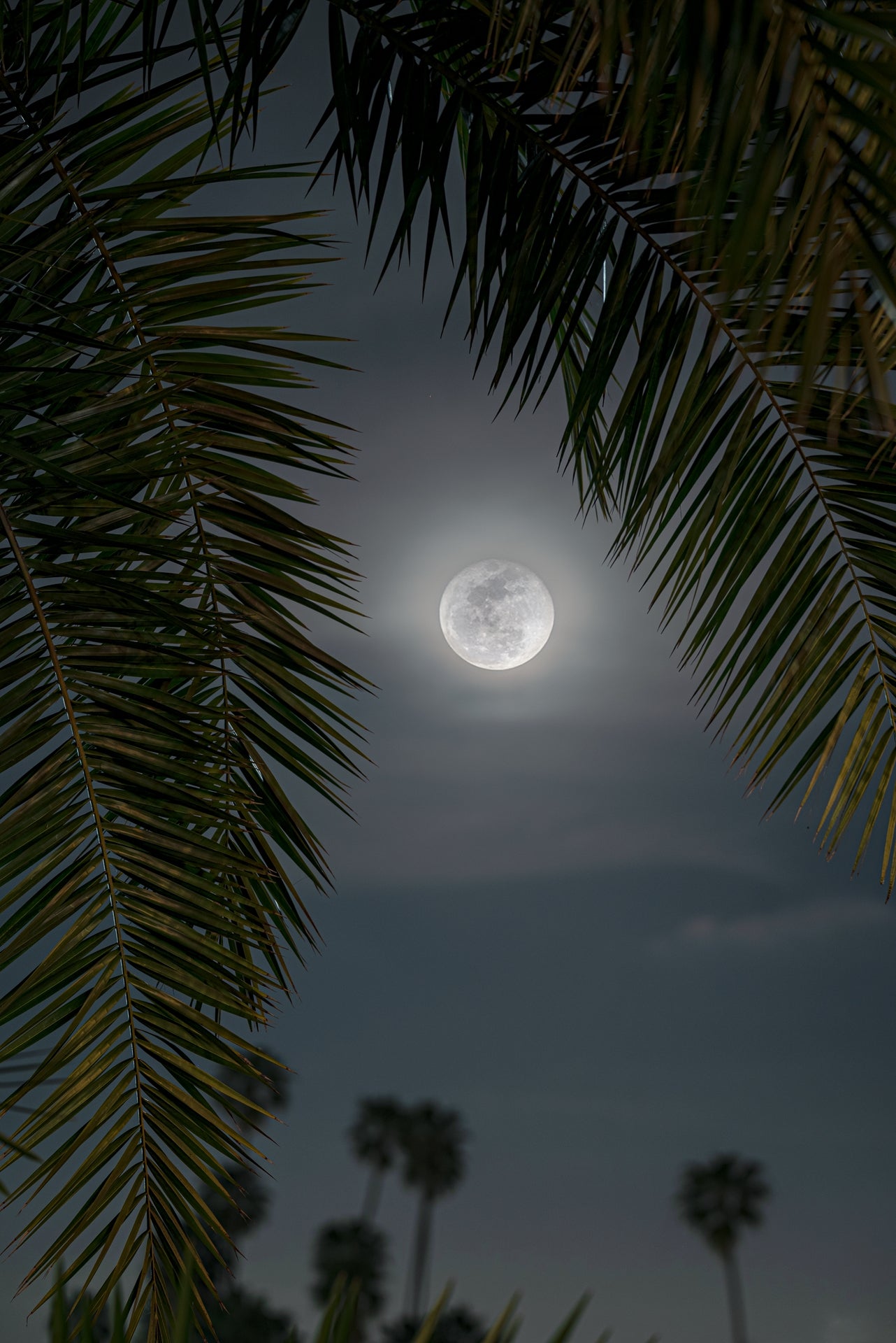 Moon through the Palm Trees